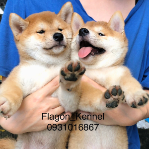 https://flagonkennel.com/wp-content/uploads/2024/05/1-300x300.png