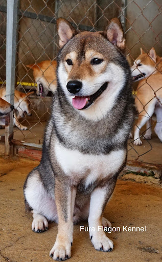 Fura - Shiba Inu màu lông sesame tại trại Flagon Kennel