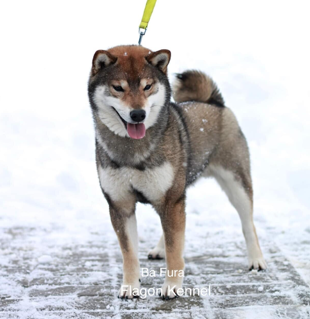 Ba của Fura ở Châu Âu, đạt rất nhiều giải trong các cuộc thi dog show