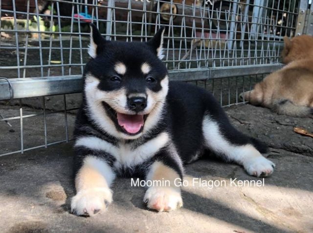 Em bé Moomin sinh tại Flagon