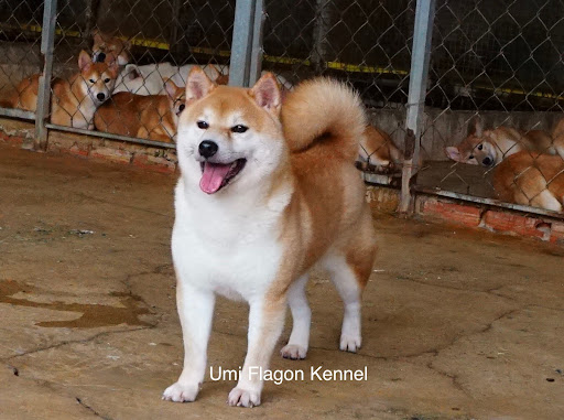 Umi - Shiba Inu màu lông vàng tươi tại trại Flagon Kennel