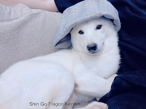 Em bé Shin - shiba inu màu cream sinh tại Flagon Kennel