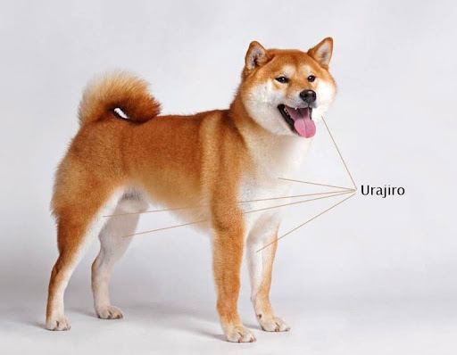 Shiba Inu màu red với các mảng urajiro