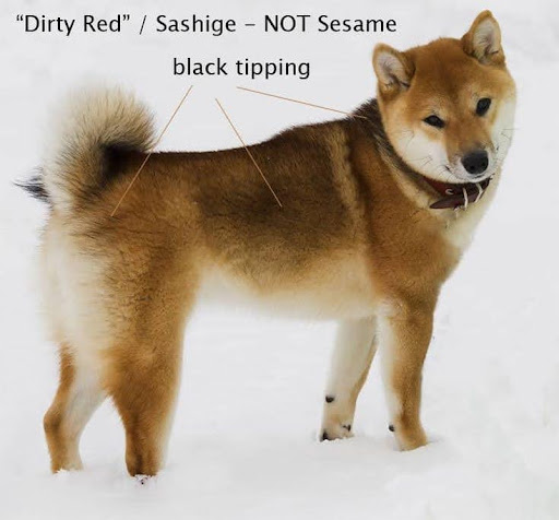 Shiba Inu màu lông dirty red (sashige)