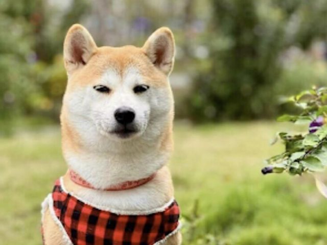 Chó Shiba Inu có dễ nuôi không? Cẩm nang chăm sóc chó Shiba Inu đơn giản