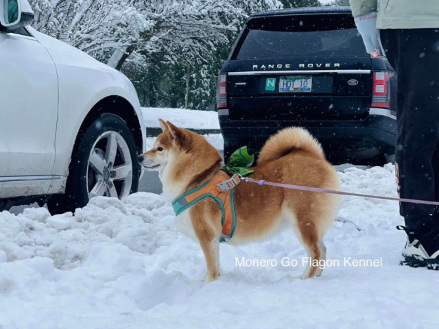 Cách Phân Biệt Shiba Inu và Akita Inu