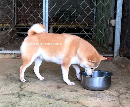 Em bé Đồng Đồng- Cái giống trại Flagon khi đang mang thai với chiếc bụng phình to hơn và các núm vú sưng mẩy hơn