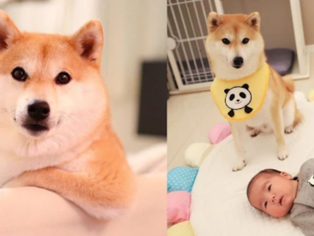 Chó Shiba Daifuku Nổi Tiếng – Đạt Hàng Nghìn Lượt Theo Dõi