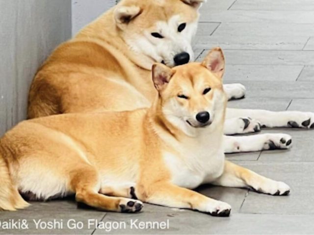 Chó Shiba Có Dữ Không? Cách Để Shiba Bớt Dữ