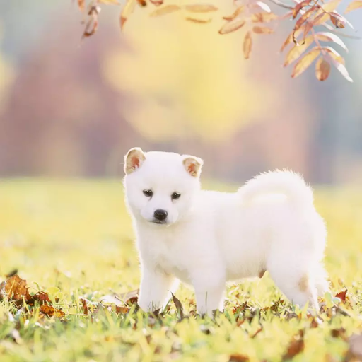 Shiba trắng giá bao nhiêu