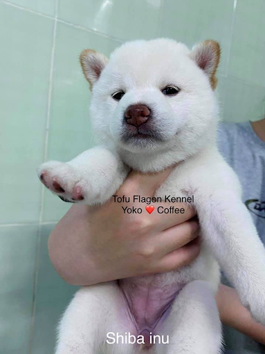 Vì sao nên nuôi chó Shiba trắng